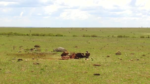 Buitres comiendo carroña en sabana en África — Vídeo de stock