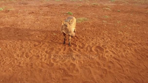 Wild zwijn in de savanne in Afrika — Stockvideo