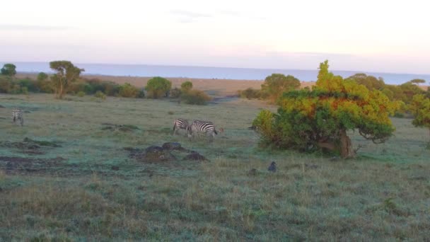 Zebror bete i savannen i Afrika — Stockvideo