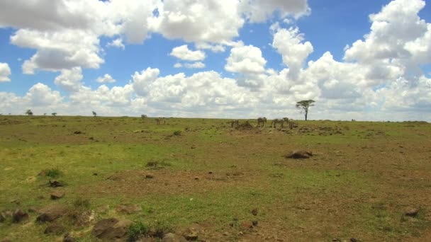 Zebras pastando em savana na áfrica — Vídeo de Stock