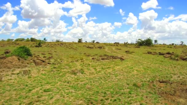 Zebras grazing in savanna at africa — Stock Video