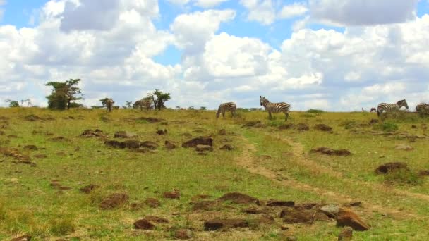 アフリカのサバンナで放牧シマウマ — ストック動画