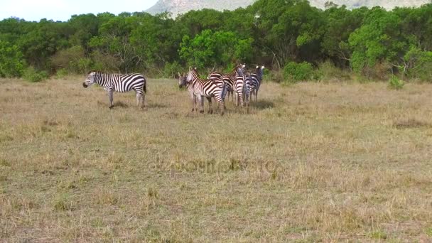 Flock zebror bete i savannen i Afrika — Stockvideo