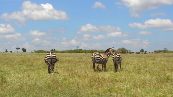 Herd of zebras grazing in savanna at africa — Stock Video