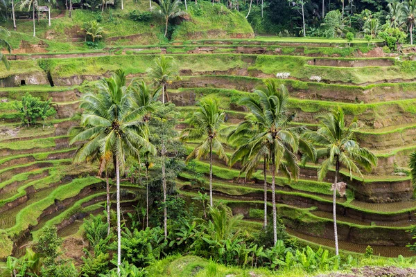 Терраса на плантации риса на Шри-Ланке — стоковое фото