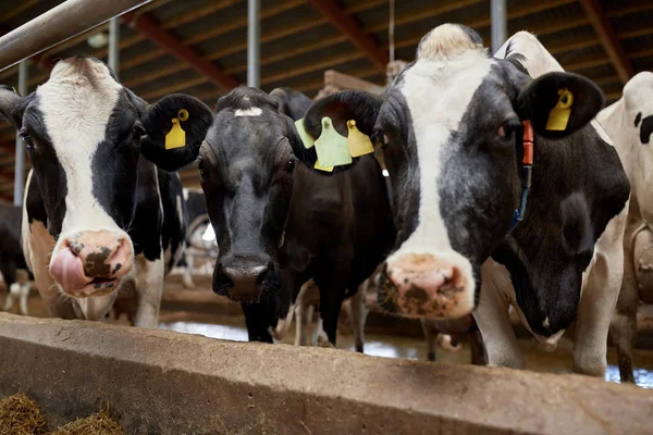 Manada de vacas em estábulo na exploração leiteira — Fotografia de Stock