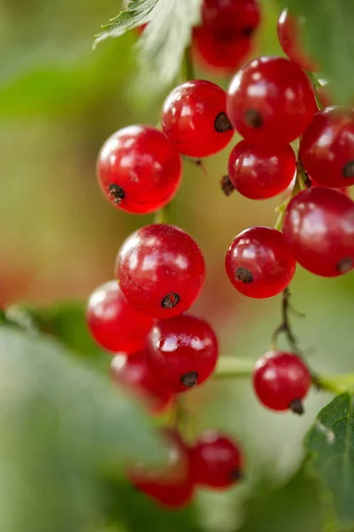 Red currant bush at summer garden branch — Stock Photo, Image