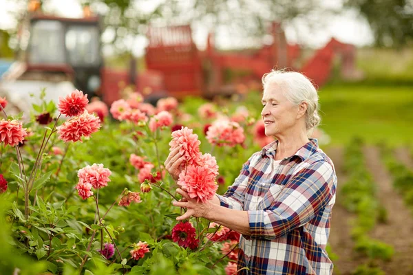 Mulher sênior com flores dahlia no jardim de verão — Fotografia de Stock