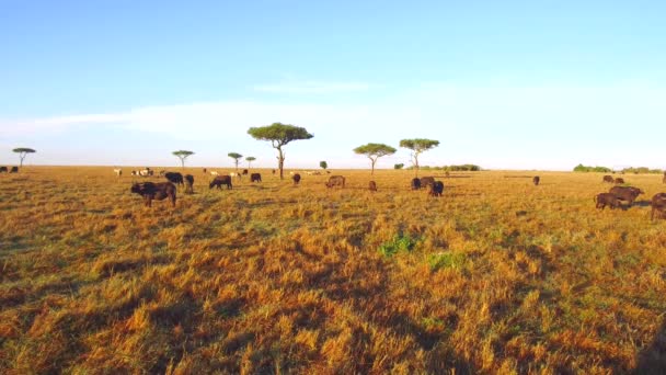 Buffalo stieren grazen in de savanne in Afrika — Stockvideo