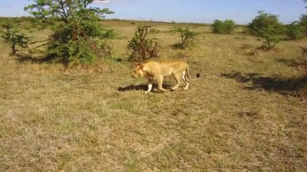 Unga lejon jakt i savannen i Afrika — Stockvideo