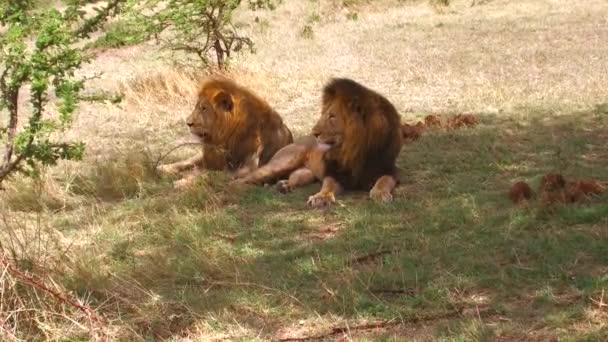 Leones machos descansando en sabana en África — Vídeos de Stock