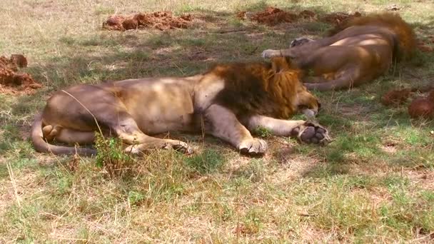 Чоловічі леви сплять у савані в Африці — стокове відео