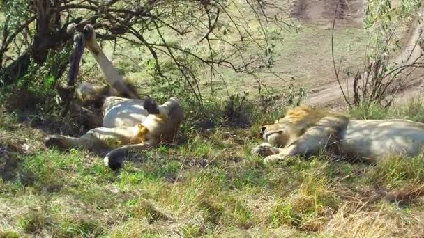 Leones machos durmiendo en sabana en África — Vídeo de stock