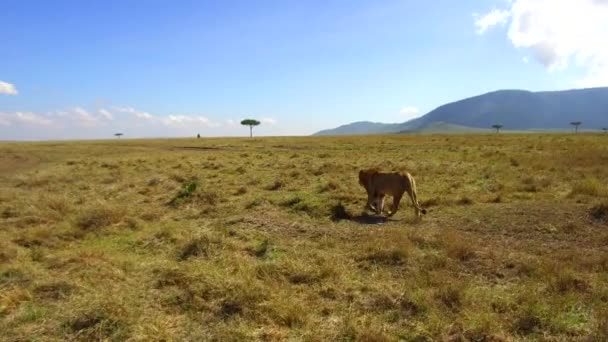 Young lion hunting in savanna at africa — Stock Video