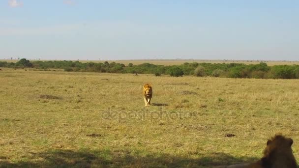 Giovane leone a caccia in savana in Africa — Video Stock