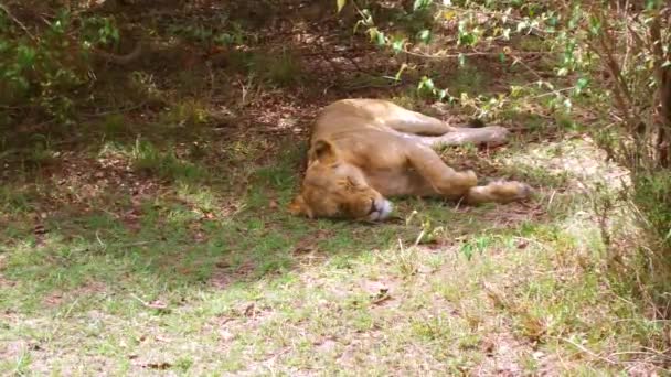 Leona durmiendo en los bosques de sabana en África — Vídeos de Stock