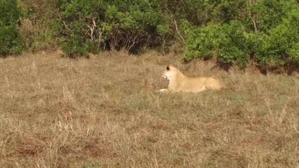 Löwin ruht in Savanne in Afrika — Stockvideo