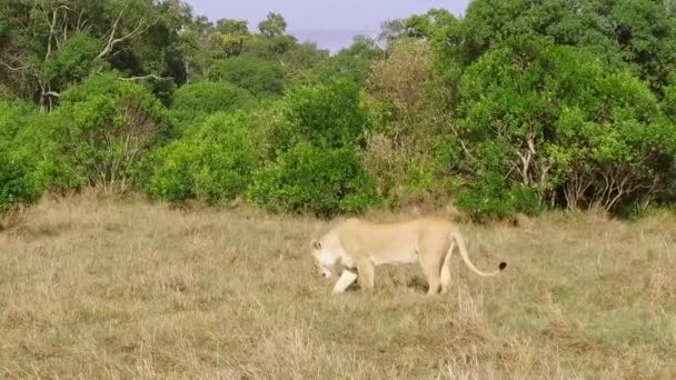 Львица с детёнышем играют в саванне в Африке — стоковое видео
