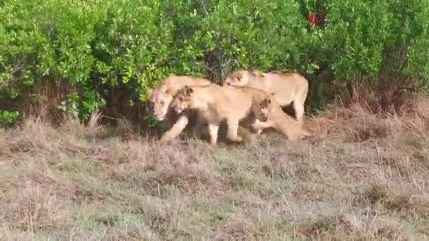 Löwin mit Jungtier in Savanne bei Afrika — Stockvideo