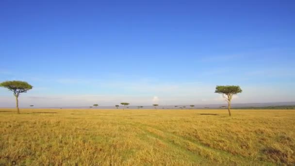 Деревья акации в саванне в Африке — стоковое видео