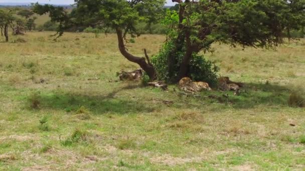 Ghepardi sdraiati sotto l'albero in savana in Africa — Video Stock