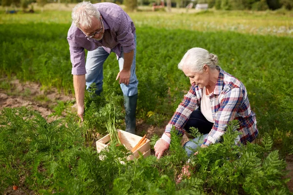 Couple aîné avec boîte cueillette de carottes à la ferme — Photo