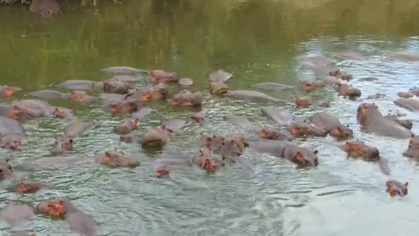 Kudde van nijlpaarden in mara rivier in Afrika — Stockvideo
