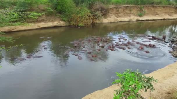 Flocken flodhästar i mara river på Afrika — Stockvideo