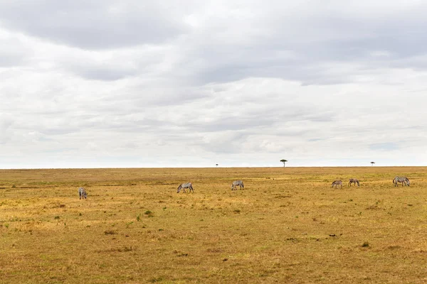 Zebry, pasoucí se v savannah v Africe — Stock fotografie