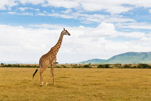 Girafe marchant le long de la savane en Afrique — Photo