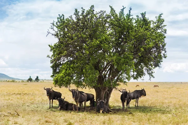 Wildebeests grazing in savannah at africa — Stock Photo, Image