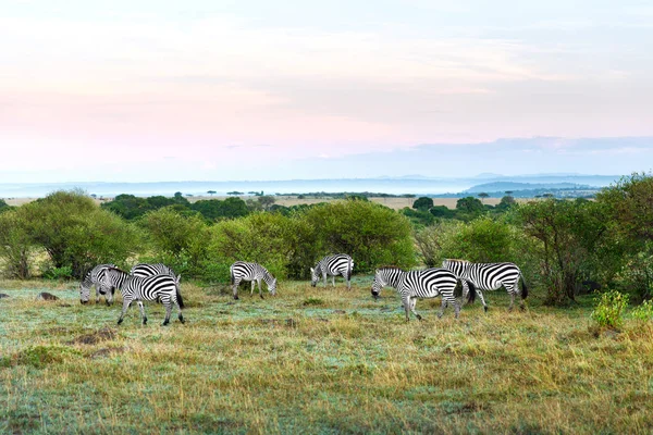 Savannah, Afrika otlatma zebralar sürüsü — Stok fotoğraf