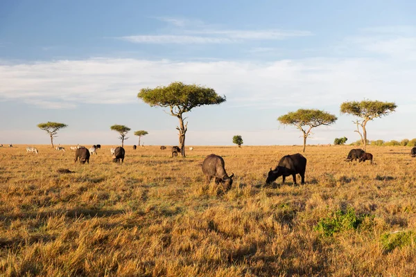Buffalo bulls pasoucí se v savannah v Africe — Stock fotografie