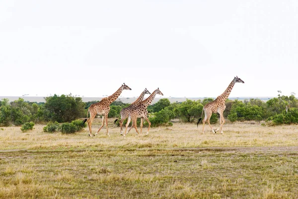 Gruppo di giraffe passeggiando lungo la savana in Africa — Foto Stock