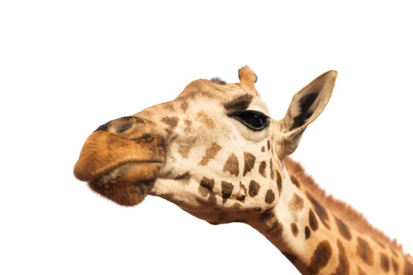 Close up de cabeça de girafa em branco — Fotografia de Stock