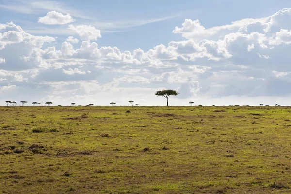 Landschap met acacia bomen in de savanne in Afrika — Stockfoto