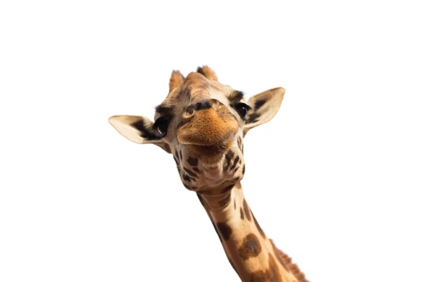 Primer plano de la cabeza de la jirafa en blanco — Foto de Stock