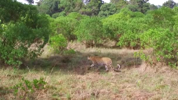 Leopardo caminando en sabana en África — Vídeo de stock
