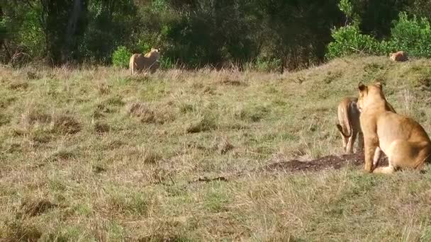 Львицы с детёнышем играют в саванне в Африке — стоковое видео