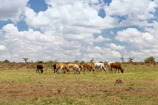 Stádo krav pastviny v savannah v Africe — Stock fotografie
