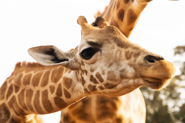 Lähikuva kirahveja Afrikassa — kuvapankkivalokuva