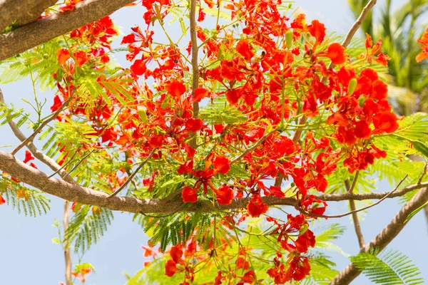 Bloemen van delonix regia of vlam boom buiten — Stockfoto
