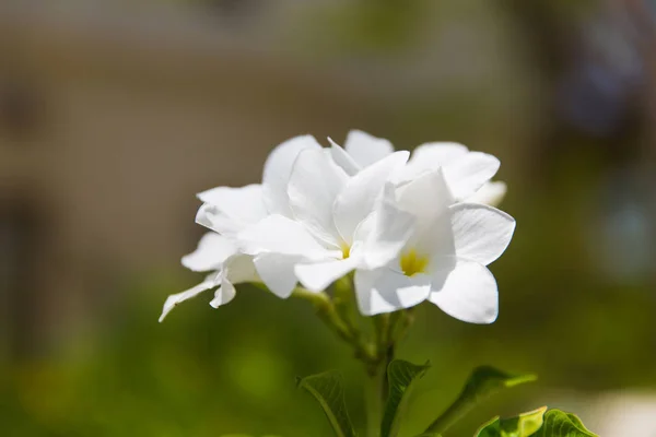 Plumeria o frangipani flor exótica al aire libre —  Fotos de Stock