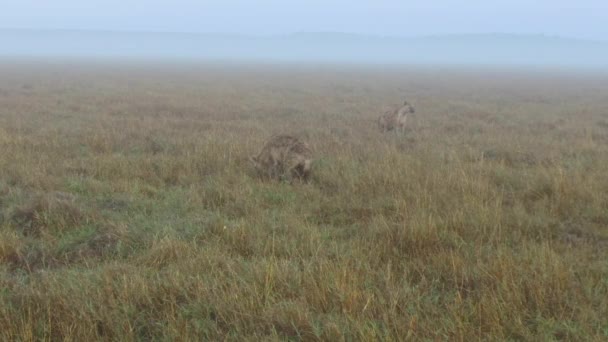 Hyenas in savanna at africa — Stock Video