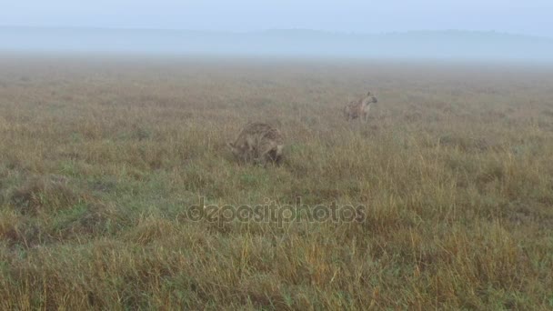 Sırtlanlar, Afrika savana içinde — Stok video