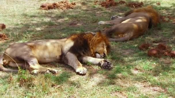 アフリカのサバンナで寝ている男性のライオンズ — ストック動画