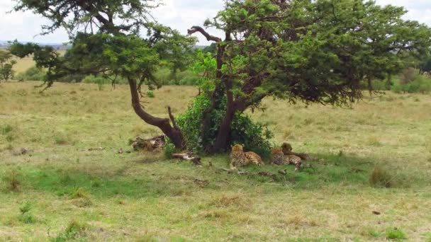Ghepardi sdraiati sotto l'albero in savana in Africa — Video Stock