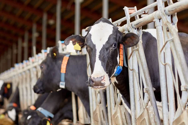Rebaño de vacas en establo en granja lechera —  Fotos de Stock