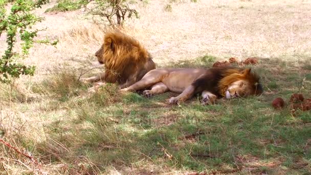 Leões machos descansando na savana na áfrica — Vídeo de Stock