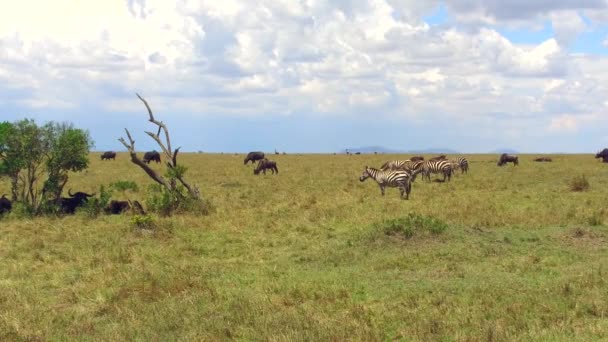 Group of herbivore animals in savanna at africa — Stock Video